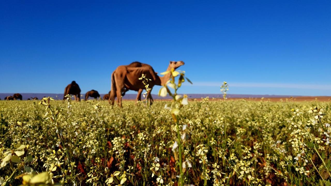 Sahara Luxury Camp Vip Ξενοδοχείο Merzouga Εξωτερικό φωτογραφία